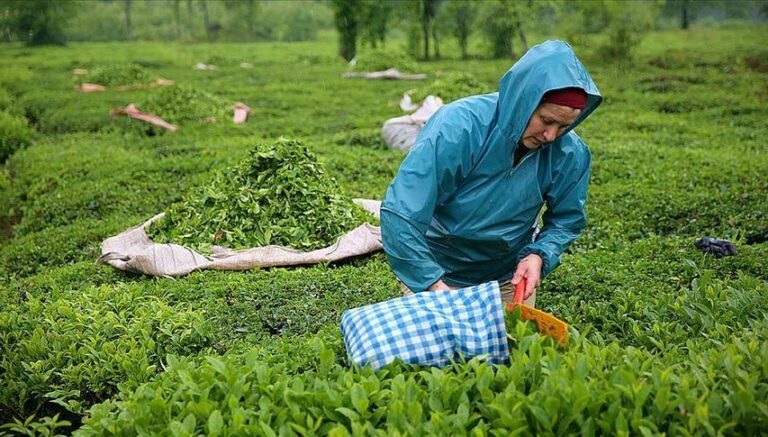 ÇAYKUR, işçi alımına başladı ÇAYKUR, işçi alımına başladı