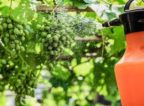 Dikkat eksikliğine yol açıyor! Sağlıklı beslenmenin görünmez tehdidi: Pestisit Dikkat eksikliğine yol açıyor! Sağlıklı beslenmenin görünmez tehdidi: Pestisit