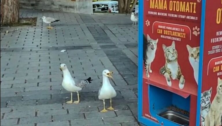 Sahtekar martılar gündem oldu: Mama için miyavladılar Sahtekar martılar gündem oldu: Mama için miyavladılar