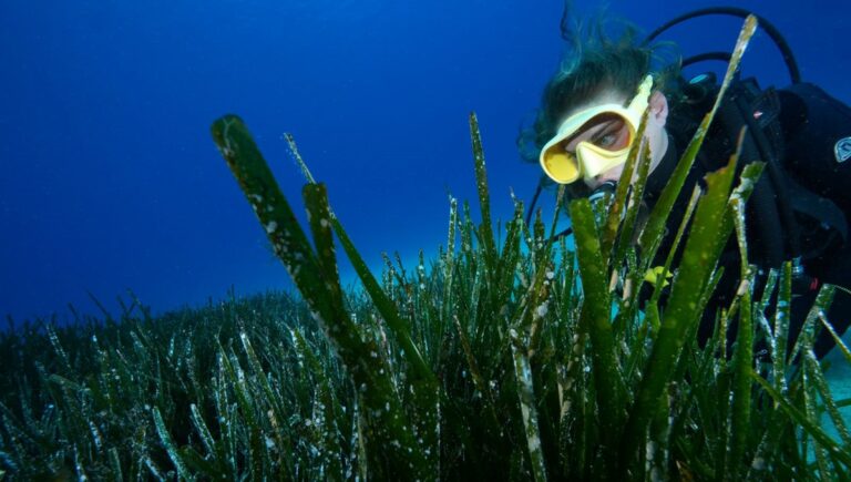 Akdeniz’in akciğerleri: Antalya’da deniz çayırları görüntülendi Akdeniz’in akciğerleri: Antalya’da deniz çayırları görüntülendi