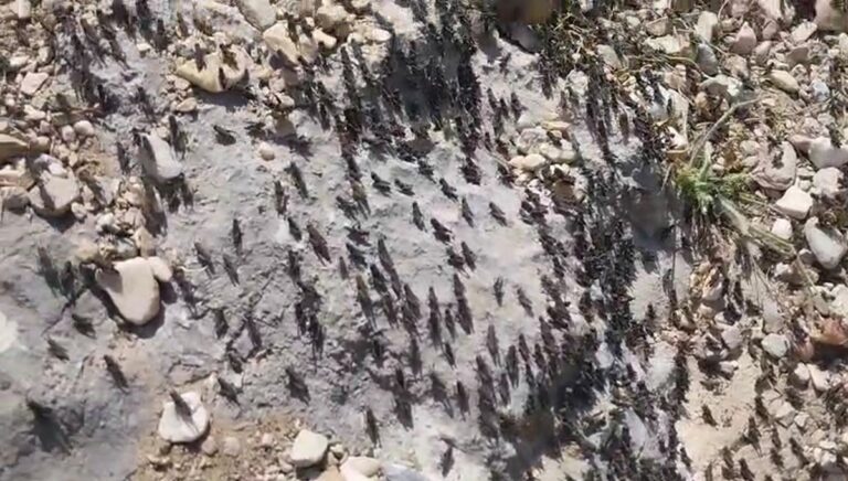 Antalya’da çekirge istilası: Vatandaşlar ne yapacağını şaşırdı Antalya’da çekirge istilası: Vatandaşlar ne yapacağını şaşırdı