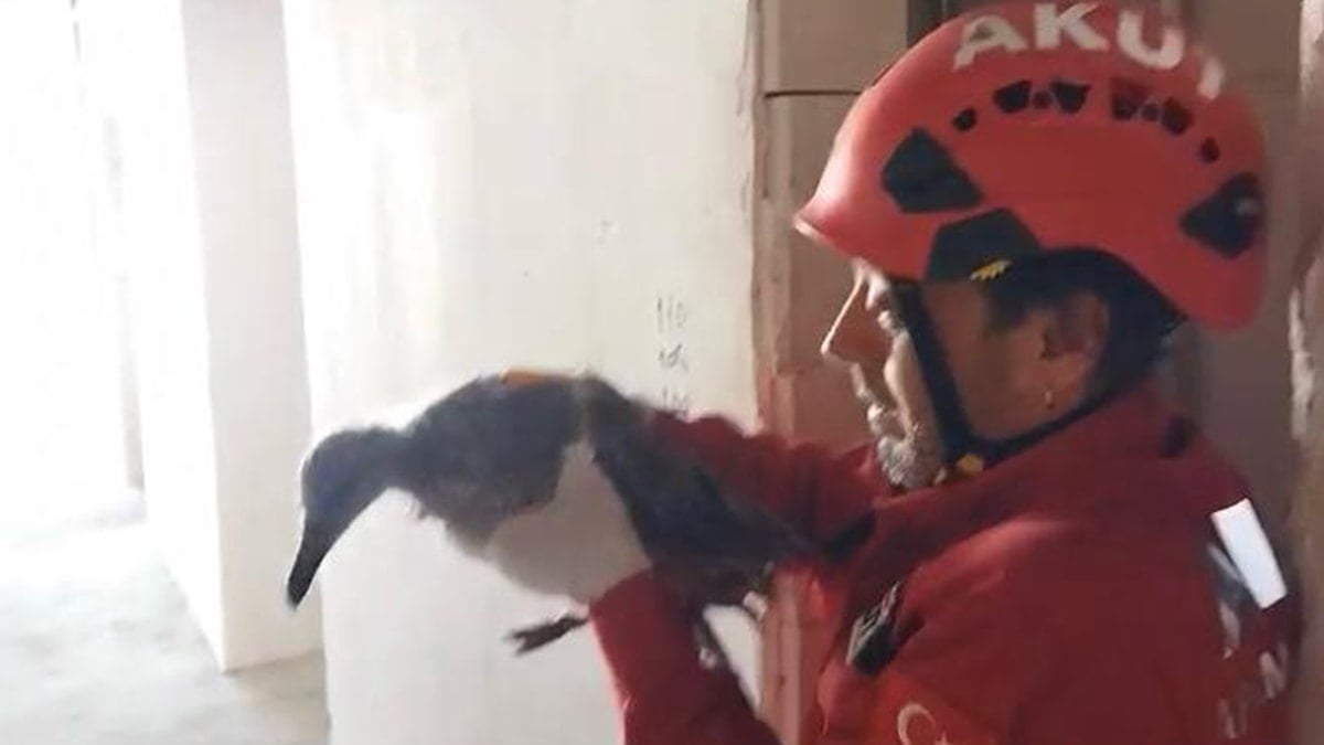 Apartmanda mahsur mahsur kalan martının imdadına AKUT yetişti Apartmanda mahsur mahsur kalan martının imdadına AKUT yetişti