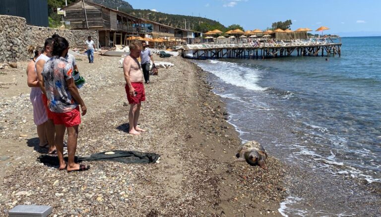 Assos’ta ölü caretta caretta sahile vurdu Assos’ta ölü caretta caretta sahile vurdu