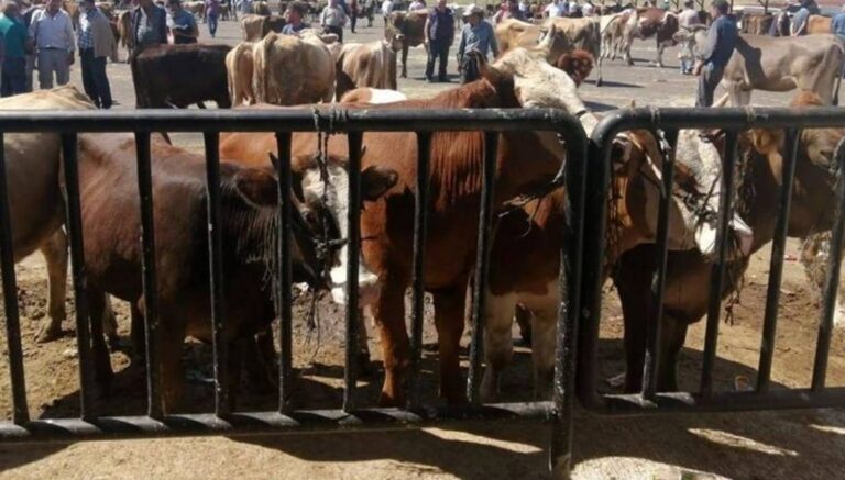Bayburt’ta şap alarmı: 14 köy ve 4 mahalle karantina altına alındı Bayburt’ta şap alarmı: 14 köy ve 4 mahalle karantina altına alındı