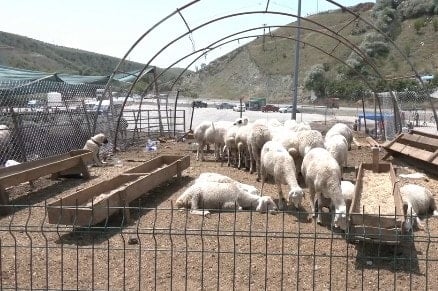 Besici tepkili: ‘Hayvanı Et ve Süt Kurumu’na verene kadar garibana veririm, sevap alırım’ Besici tepkili: ‘Hayvanı Et ve Süt Kurumu’na verene kadar garibana veririm, sevap alırım’