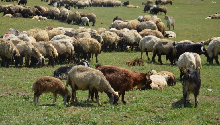 Besicilerin yayladaki mesaisi başladı Besicilerin yayladaki mesaisi başladı