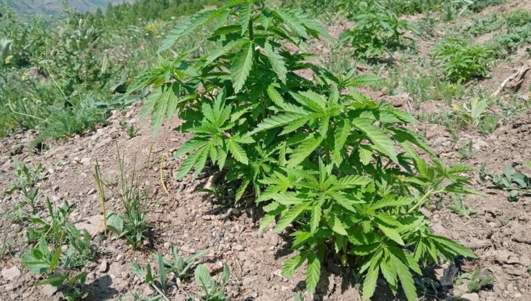 Bingöl’de kenevir ve kaçak tütün ele geçirildi Bingöl’de kenevir ve kaçak tütün ele geçirildi