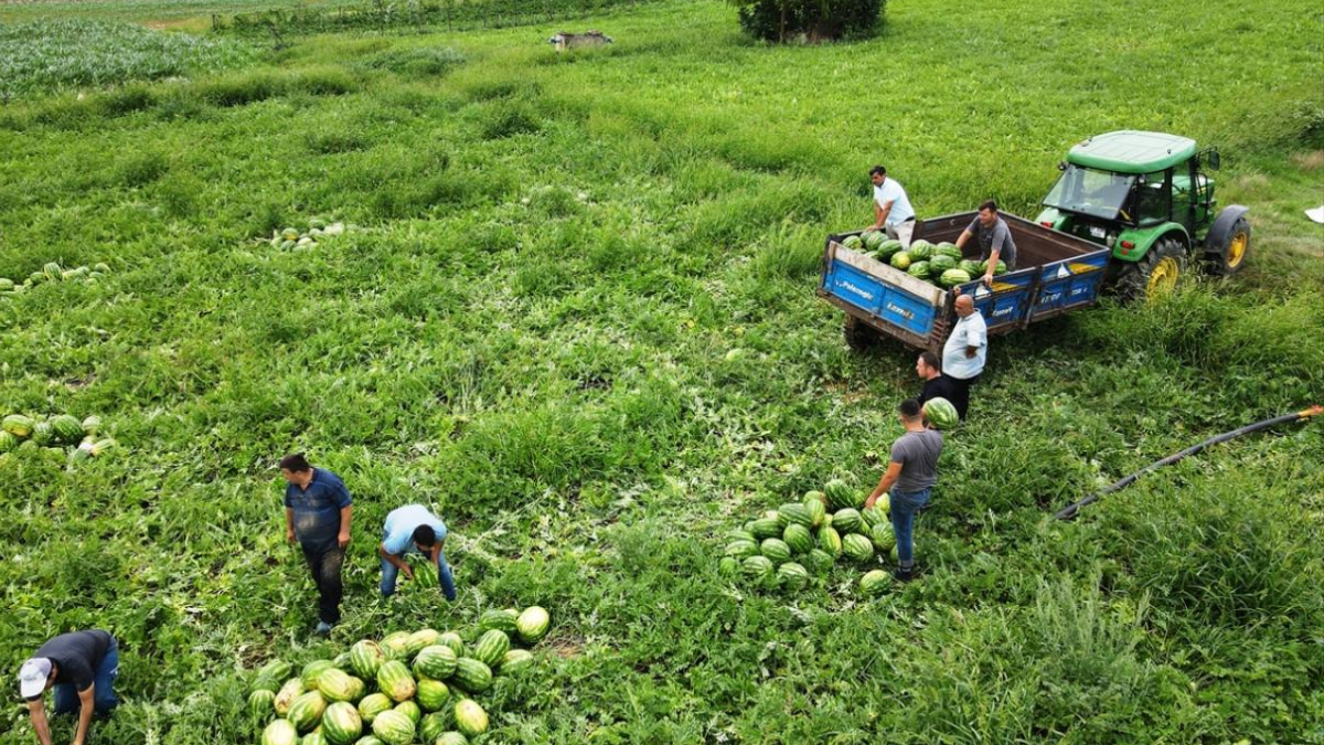 Çiftçiler isyan etti, tarlada kilosu 25 liradan 7 liraya kadar düştü Çiftçiler isyan etti, tarlada kilosu 25 liradan 7 liraya kadar düştü