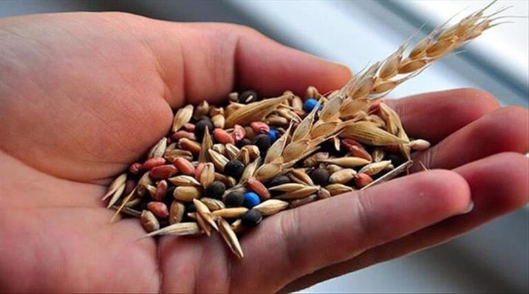 Çiftçilere dağıtılan tohumların yüzde 80’i yerli üretim Çiftçilere dağıtılan tohumların yüzde 80’i yerli üretim