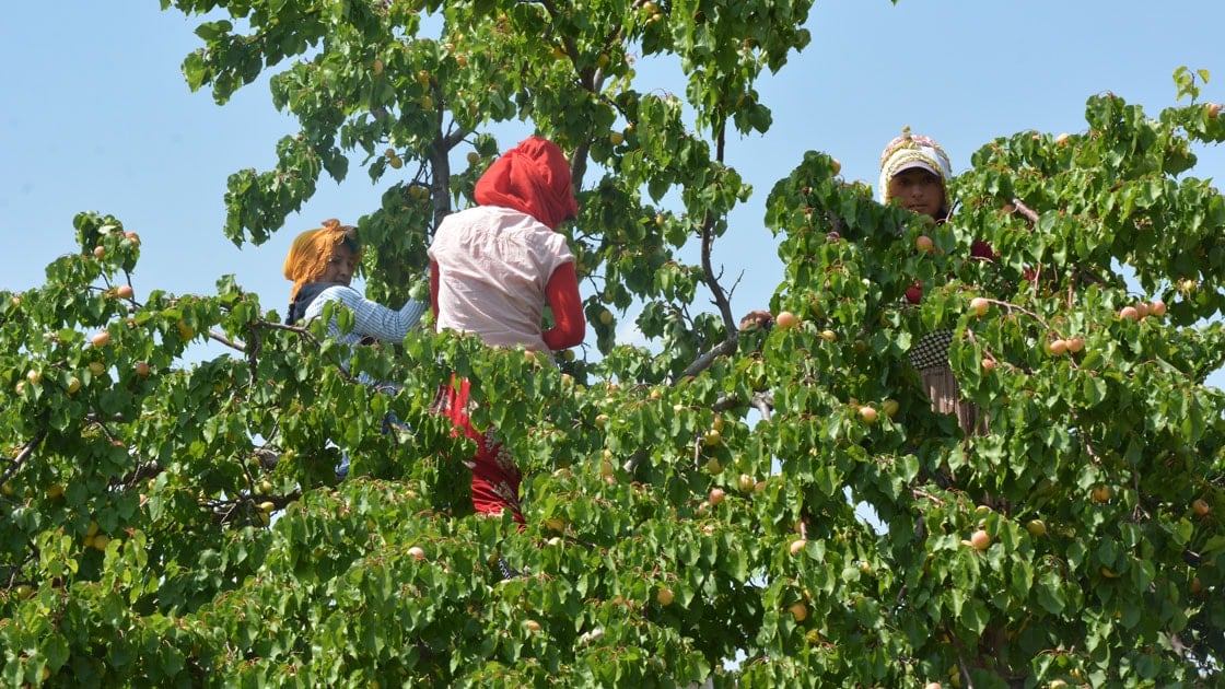 Çiftçinin beklediği müjdeli haber geldi: Hasadı bu yıl rekor kıracak Çiftçinin beklediği müjdeli haber geldi: Hasadı bu yıl rekor kıracak