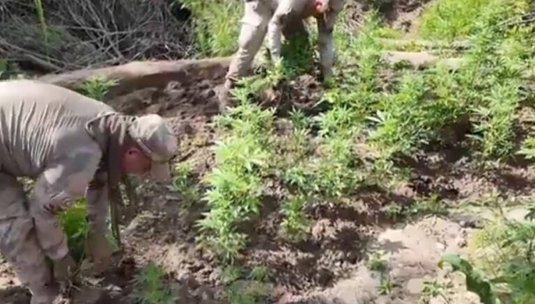 Diyarbakır’da 12 milyon 389 bin kök kenevir ve skunk ele geçirildi Diyarbakır’da 12 milyon 389 bin kök kenevir ve skunk ele geçirildi