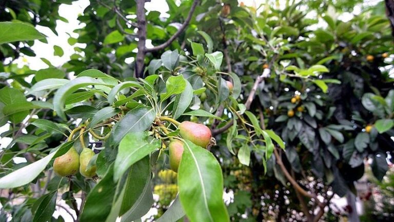 Don afetinin vurduğu 37 ildeki meyve bahçelerinde yüzde 100’e varan hasar Don afetinin vurduğu 37 ildeki meyve bahçelerinde yüzde 100’e varan hasar