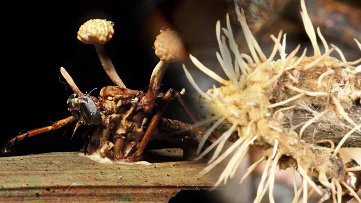 Dünya yeni bir krizle karşı karşıya! Toprakta ve havada bulunuyor, nedeni yanlış ilaç kullanımı! Dünya yeni bir krizle karşı karşıya! Toprakta ve havada bulunuyor, nedeni yanlış ilaç kullanımı!