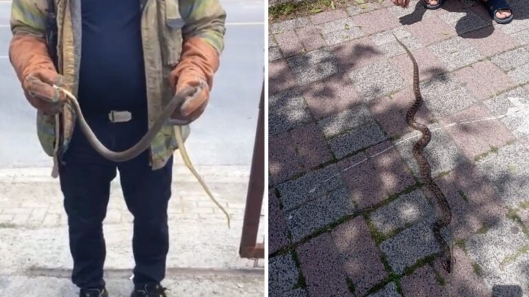 Havalar ısındı, yılanlar ortaya çıktı! İstanbul’daki en riskli yedi ilçe Havalar ısındı, yılanlar ortaya çıktı! İstanbul’daki en riskli yedi ilçe