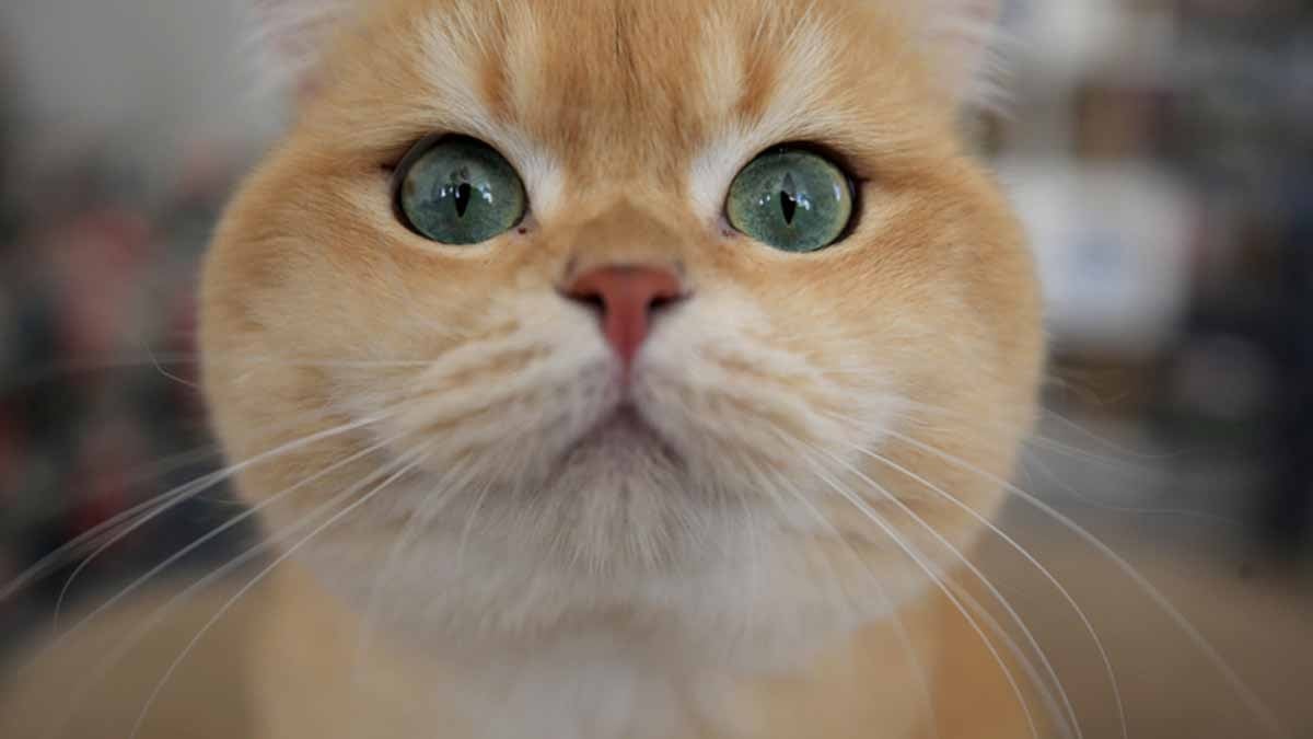 İnsanlar için ölümcül risk oluşturuyor: Kedi sahipleri dikkat! İnsanlar için ölümcül risk oluşturuyor: Kedi sahipleri dikkat!