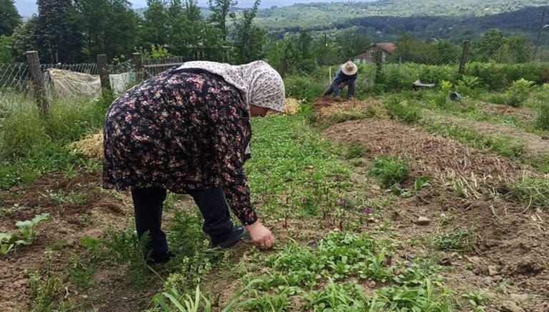 İstanbul’dan memleketlerine döndüler: 2 kardeş 10 dönümlük arazide yetiştiriyor İstanbul’dan memleketlerine döndüler: 2 kardeş 10 dönümlük arazide yetiştiriyor