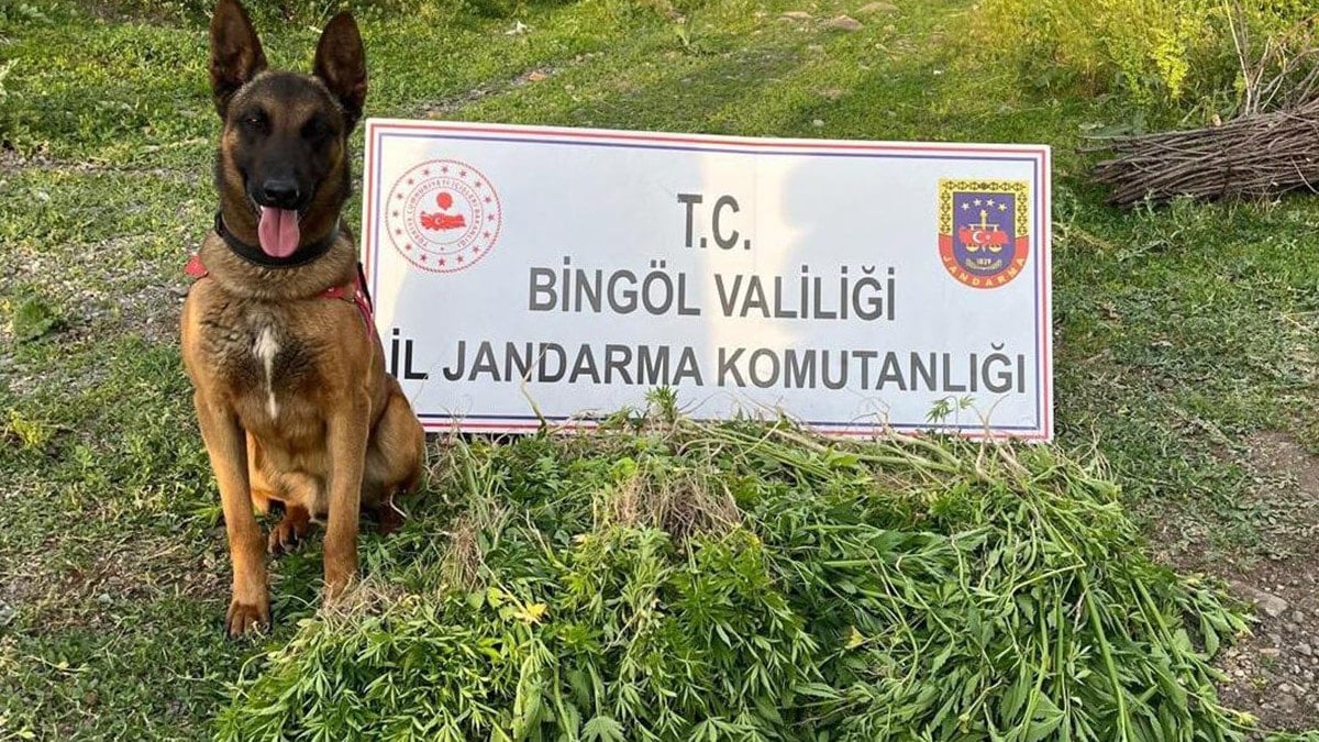 Jandarma düğmeye bastı: 14 bin 933 kök Hint keneviri ele geçirildi Jandarma düğmeye bastı: 14 bin 933 kök Hint keneviri ele geçirildi