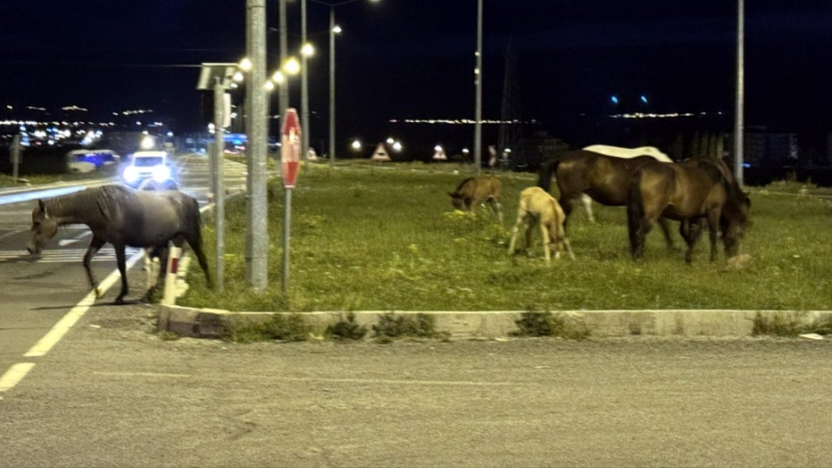 Kara yoluna inen atlar sürücüleri şoke etti! Taylarıyla uzaklaştılar Kara yoluna inen atlar sürücüleri şoke etti! Taylarıyla uzaklaştılar