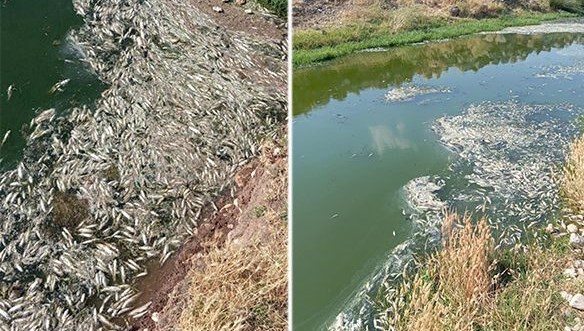 Karasu Çayı’ndaki balık ölümlerine inceleme Karasu Çayı’ndaki balık ölümlerine inceleme