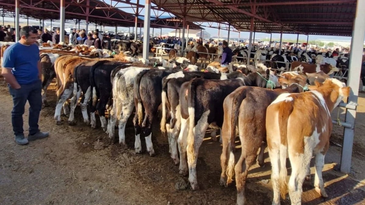 Kırşehir’de ‘şap’ paniği Kırşehir’de ‘şap’ paniği