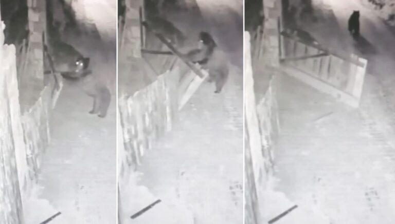 Köye inen bozayı bahçe kapısını açtı Köye inen bozayı bahçe kapısını açtı