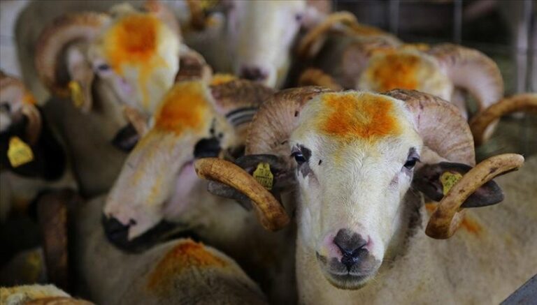 Kurban bayramın kaçıncı günü kesilir? Kurban kesim vakti ne zaman başlar ve biter? Kurban bayramın kaçıncı günü kesilir? Kurban kesim vakti ne zaman başlar ve biter?