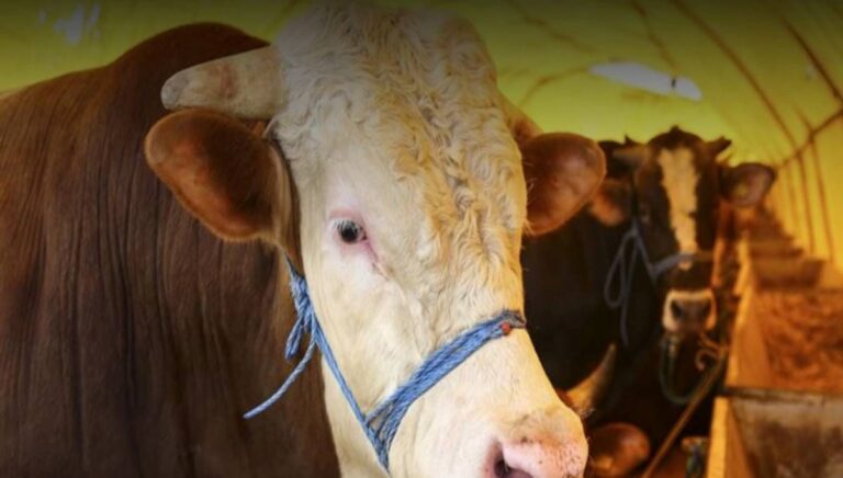 Kurban keserken besmele çekilmesinin hükmü nedir? Kurban keserken okunacak dua Kurban keserken besmele çekilmesinin hükmü nedir? Kurban keserken okunacak dua