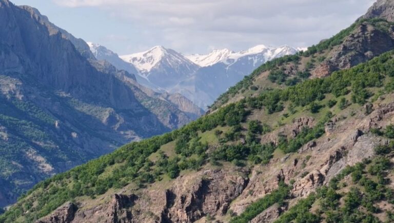 Mantar toplarken kaybolan kişi ölü bulundu Mantar toplarken kaybolan kişi ölü bulundu