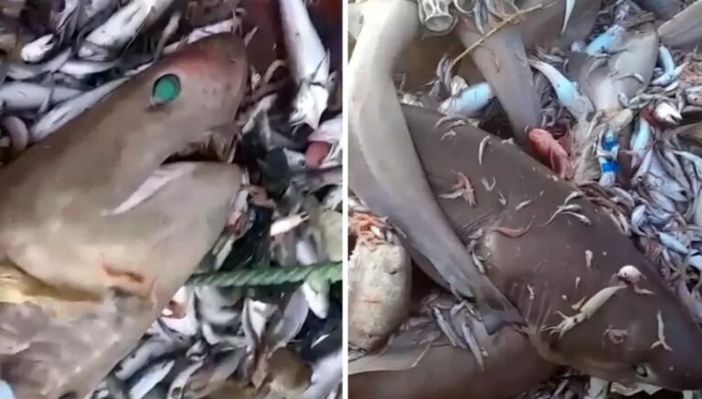 Mersin’de köpek balığı tedirginliği: Valilikten açıklama geldi Mersin’de köpek balığı tedirginliği: Valilikten açıklama geldi