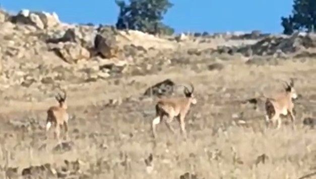 Nesli tehdit altındaki dağ keçileri Mardin kırsalında görüntülendi Nesli tehdit altındaki dağ keçileri Mardin kırsalında görüntülendi