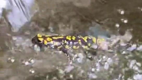 Nesli tükenme tehlikesi altında! Benekli semender kamerada Nesli tükenme tehlikesi altında! Benekli semender kamerada