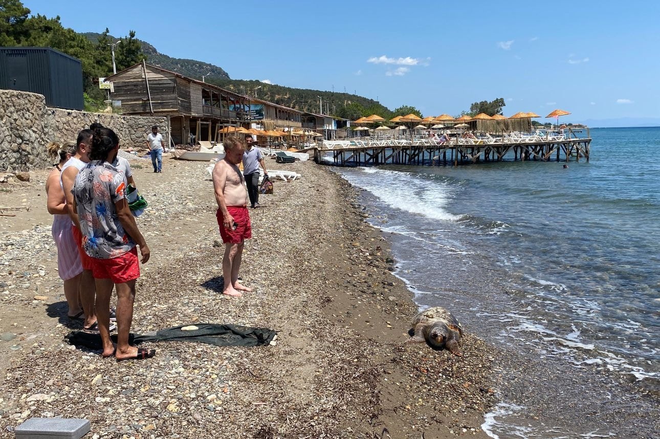 Ölü caretta caretta sahile vurdu Ölü caretta caretta sahile vurdu