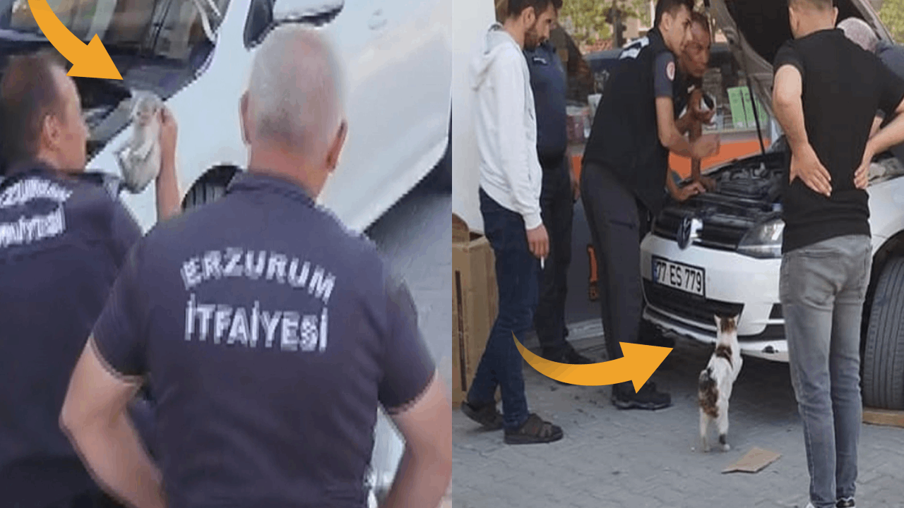 Otomobilin motor kısmında mahsur kalan yavrularını böyle bekledi Otomobilin motor kısmında mahsur kalan yavrularını böyle bekledi