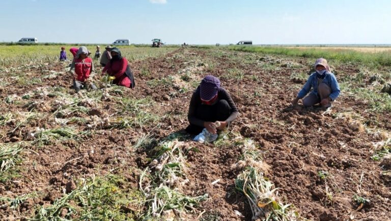 Rusya, Almanya ve İspanya’nın antibiyotiği: Hasat başladı Rusya, Almanya ve İspanya’nın antibiyotiği: Hasat başladı