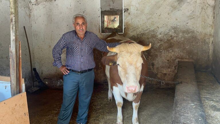 Sahibini dolandırıp, ineğini 155 TL’ye aldılar Sahibini dolandırıp, ineğini 155 TL’ye aldılar