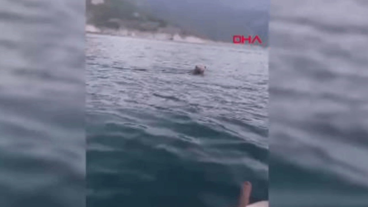 Sinop’ta Barajda yüzen ayı kamerada Sinop’ta Barajda yüzen ayı kamerada