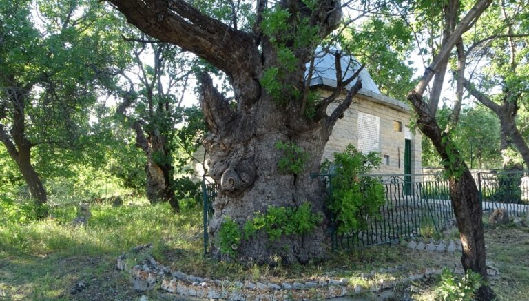 Tam 800 yıllık, zamana direniyor: “Ant ağaç” olarak biliniyor Tam 800 yıllık, zamana direniyor: “Ant ağaç” olarak biliniyor