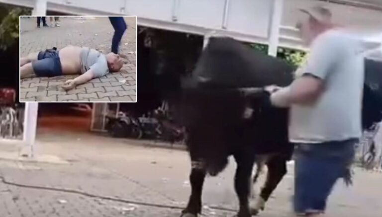 Tanıtımı yapılan boğaya para atarken boynuz darbesiyle yaralandı Tanıtımı yapılan boğaya para atarken boynuz darbesiyle yaralandı