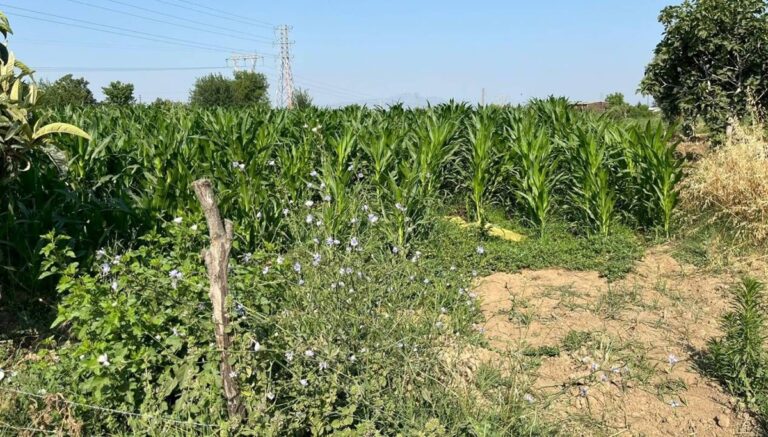 Tarlada çıkan kavgada akrabasını öldürdü Tarlada çıkan kavgada akrabasını öldürdü