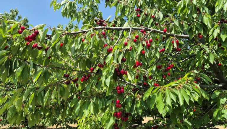 Tarlada fiyatı 250 TL: 3 bin ton hasat edildi Tarlada fiyatı 250 TL: 3 bin ton hasat edildi