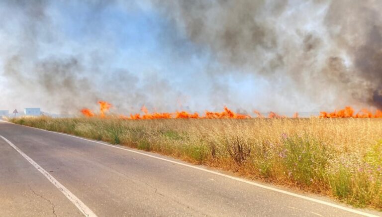 Tekirdağ’da 250 dönüm buğday yandı Tekirdağ’da 250 dönüm buğday yandı