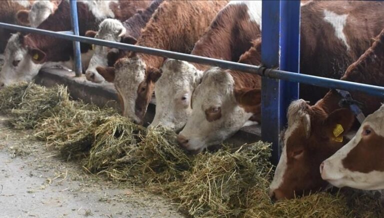 Yozgat’ta hayvan pazarları kapatıldı Yozgat’ta hayvan pazarları kapatıldı